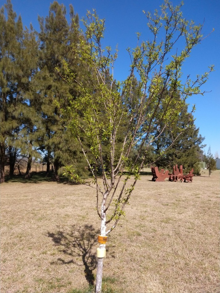 Chacra de 1 Ha VENTA- Carlos Keen - Barrio de Chacras La Catalina- Lujan